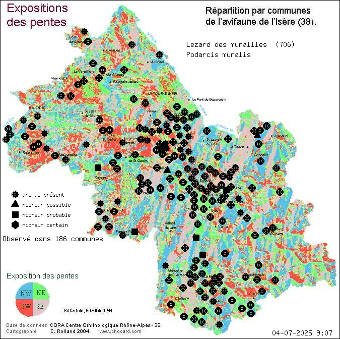 Carte de rpartition par communes en Isre d'une espce d'animal: Lzard des murailles (Podarcis muralis) selon Expositions