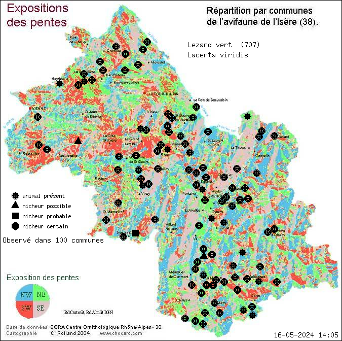 Carte de rpartition par communes en Isre d'une espce d'animal: Lzard vert (Lacerta viridis) selon Expositions