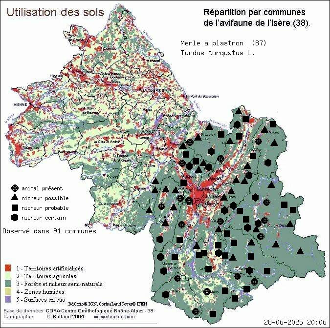 Merle  plastron (Turdus torquatus L.): carte de rpartition en Isre