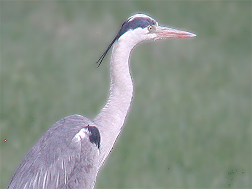 Hron cendr, photo en digiscopie  trs grande distance
